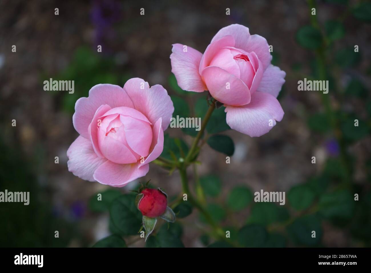 Pink English shrub rose, David Austin, Queen of Sweden Stock Photo