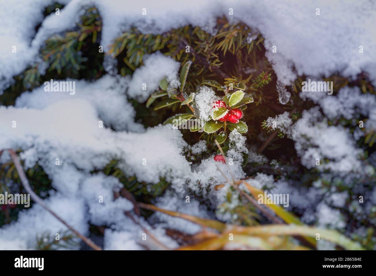 Cranberry in winter, plant covered with snow and ice Stock Photo
