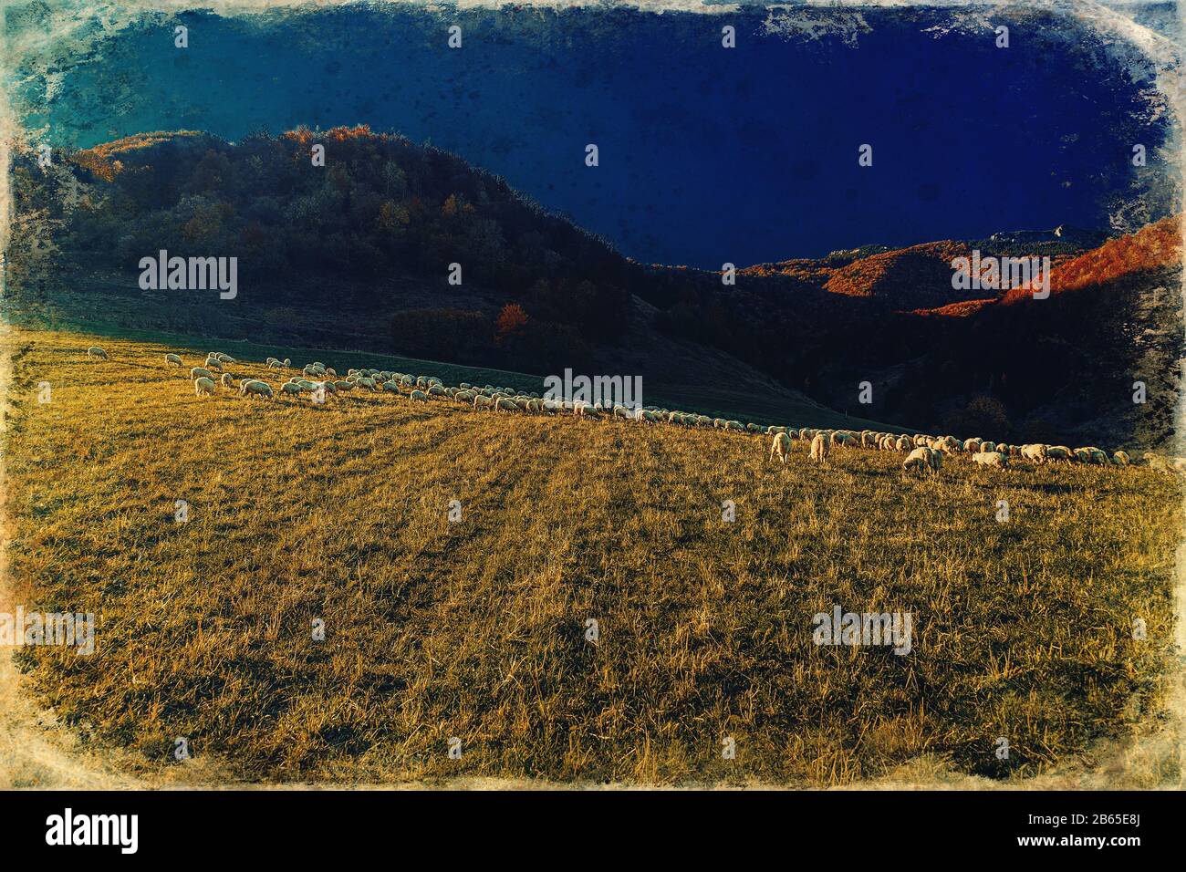 Flock of sheep on beautiful mountain meadow, old photo effect Stock ...