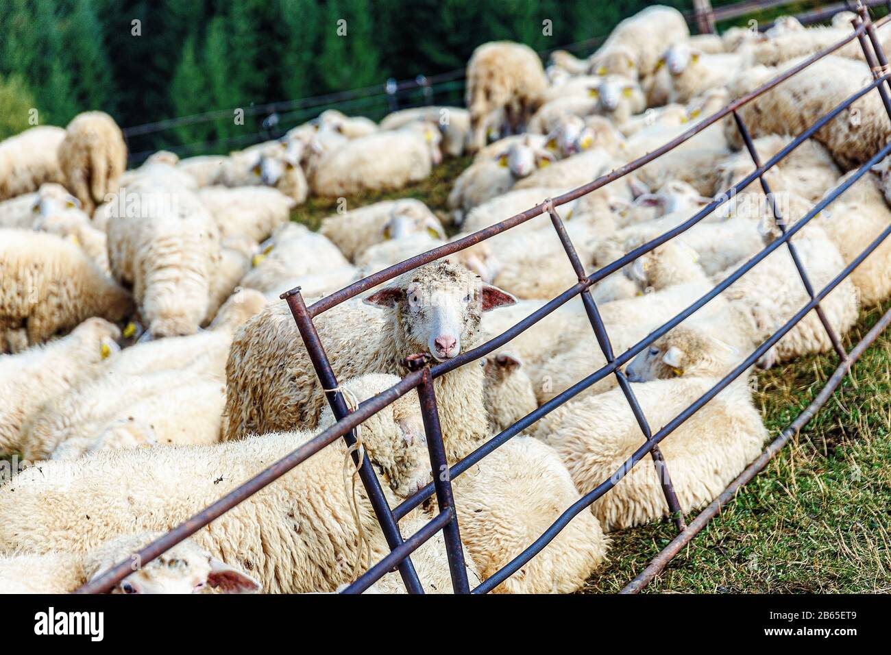 Flock of sheep on beautiful mountain meadow Stock Photo - Alamy