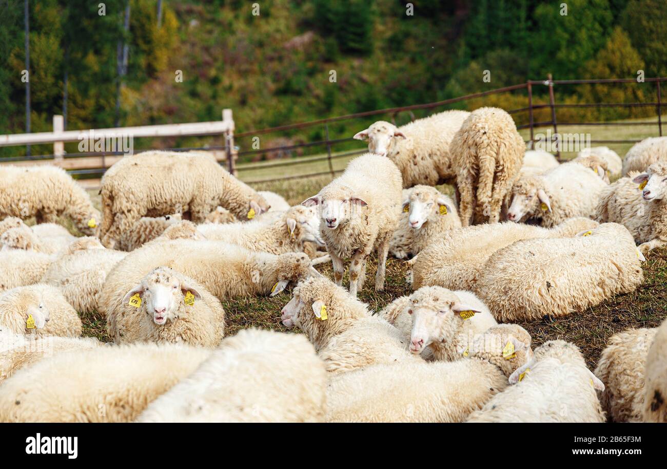 Flock of sheep on beautiful mountain meadow Stock Photo - Alamy