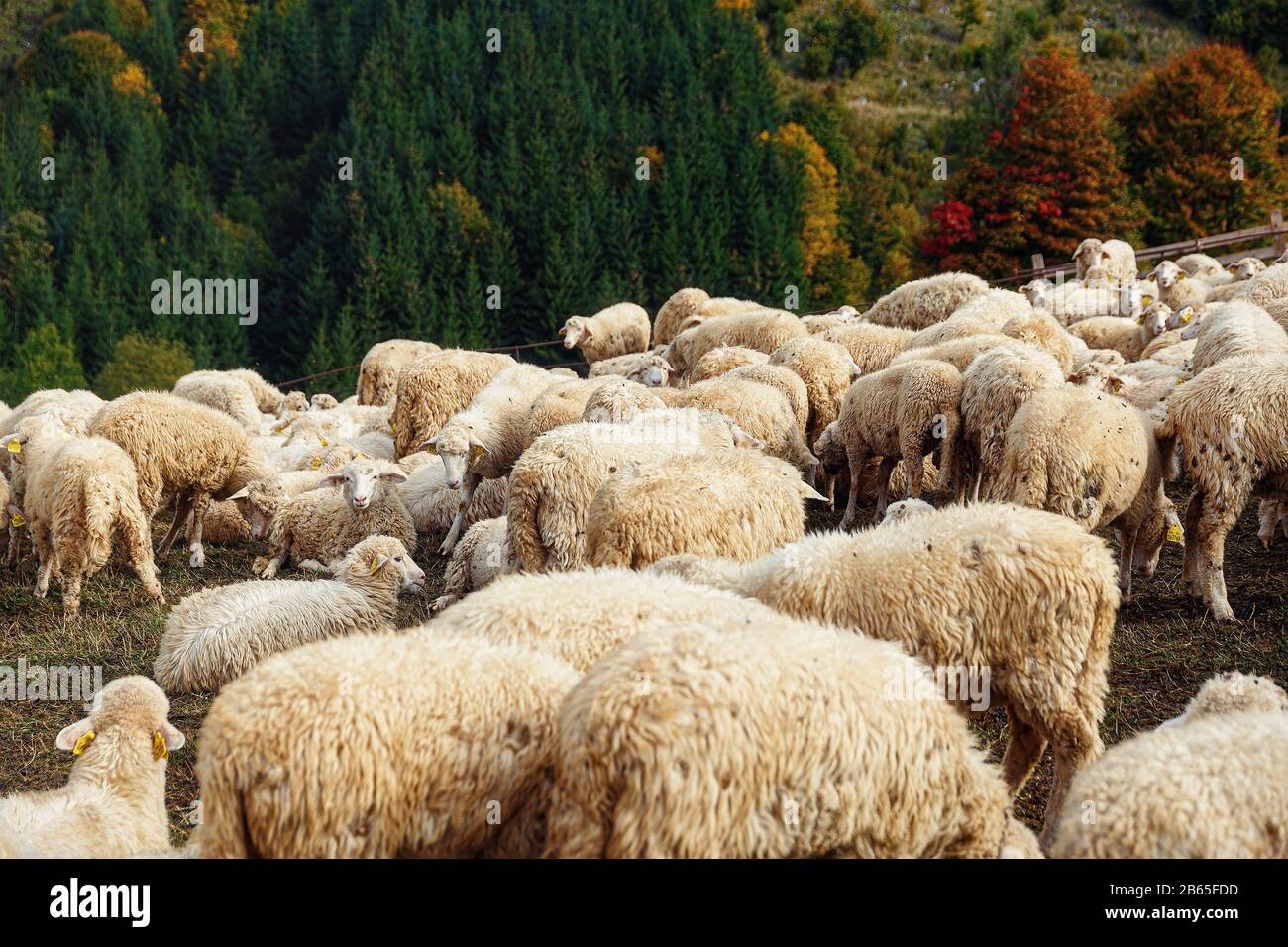 Flock of sheep on beautiful mountain meadow Stock Photo - Alamy