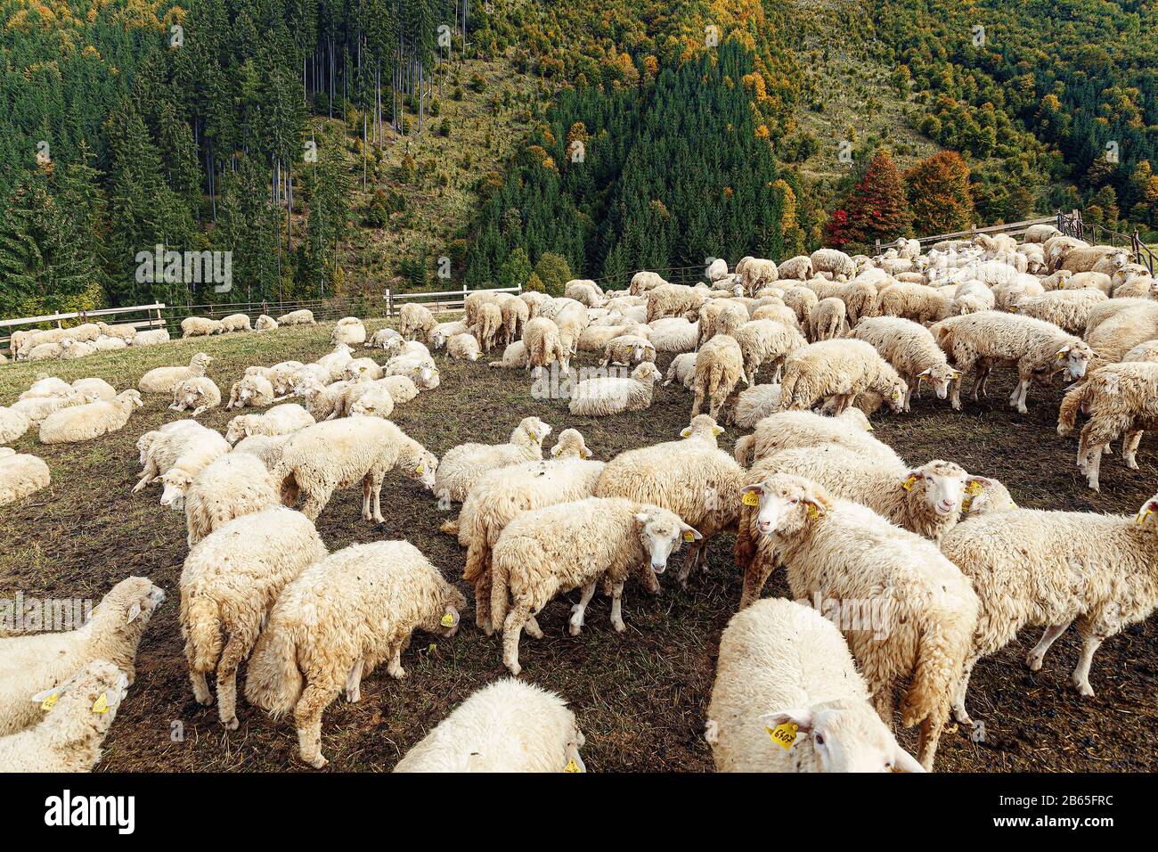 Flock of sheep on beautiful mountain meadow Stock Photo - Alamy