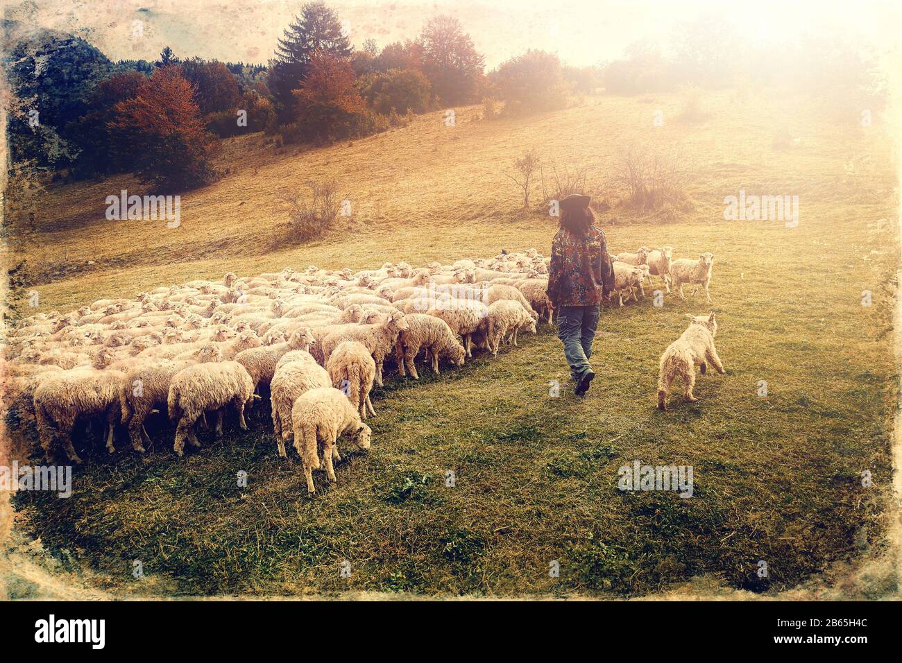 Flock of sheep on beautiful mountain meadow, old photo effect Stock ...