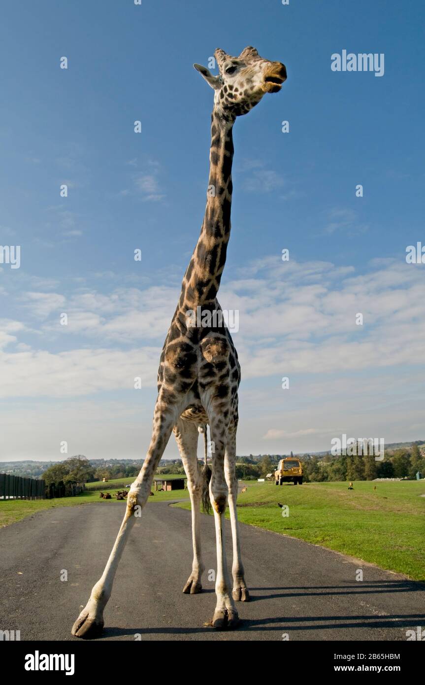 Giraffe Displaying His Height. Stock Photo