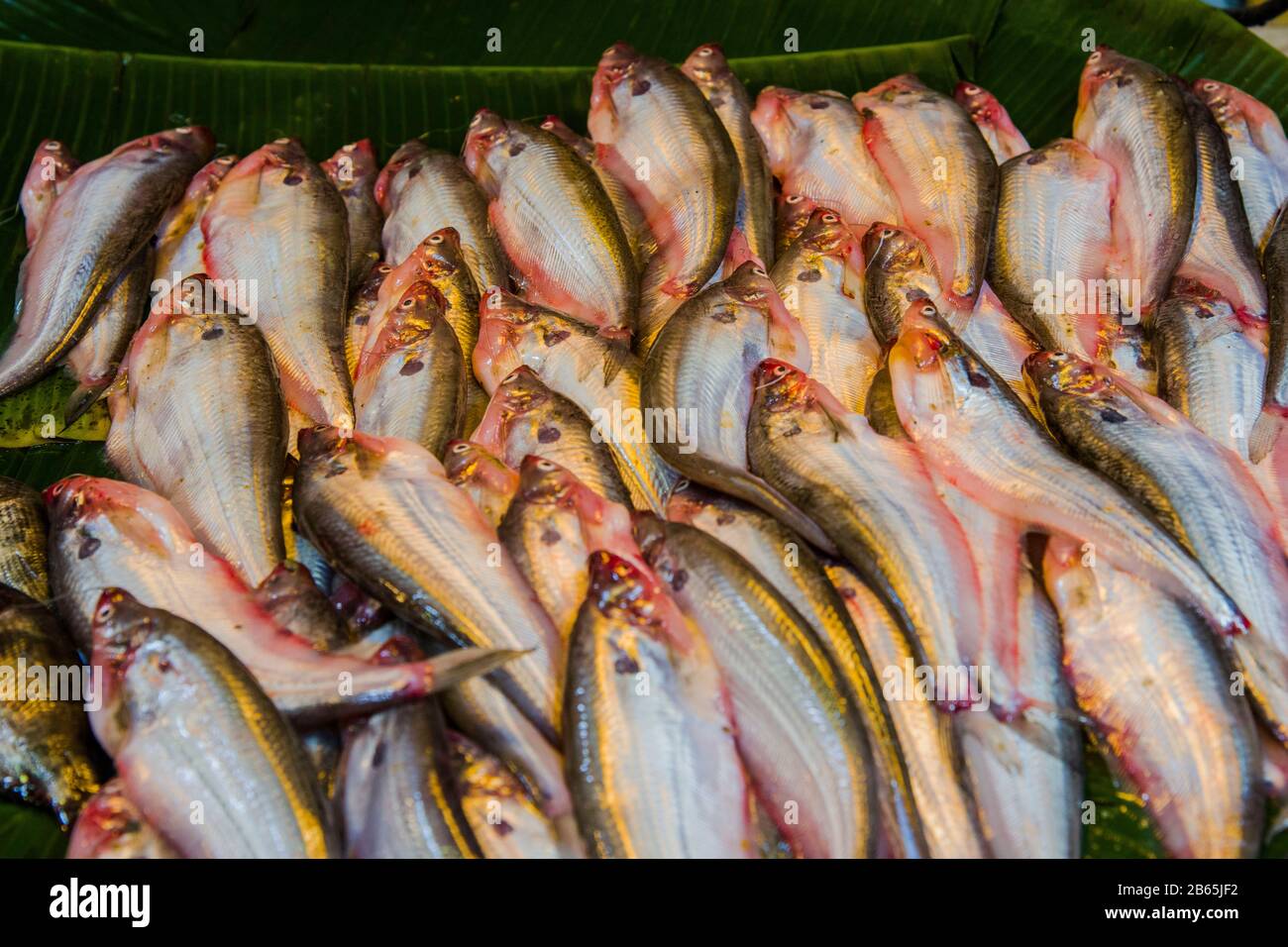 Fish is very important protein source for Bangladeshi people and it also plays an important role for economy. Hilsa is one of popular among them. Stock Photo