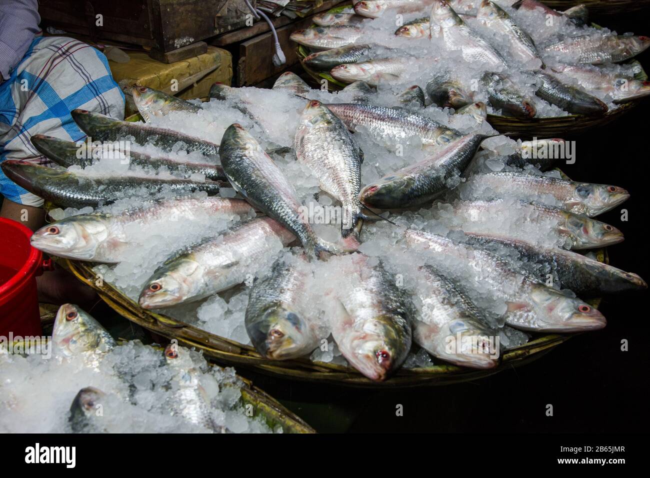 Fish is very important protein source for Bangladeshi people and it also plays an important role for economy. Hilsa is one of popular among them. Stock Photo