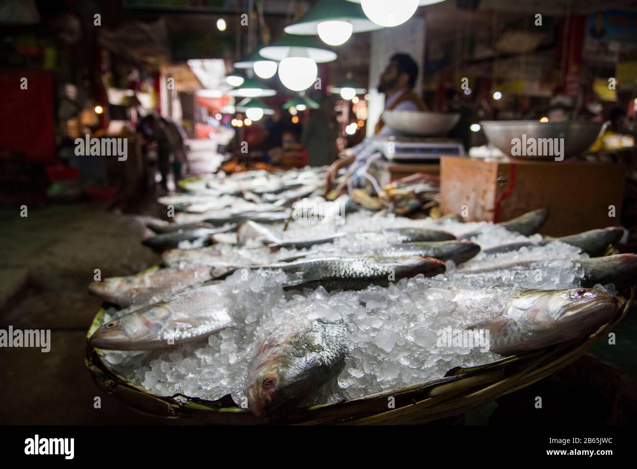 Fish is very important protein source for Bangladeshi people and it also plays an important role for economy. Hilsa is one of popular among them. Stock Photo