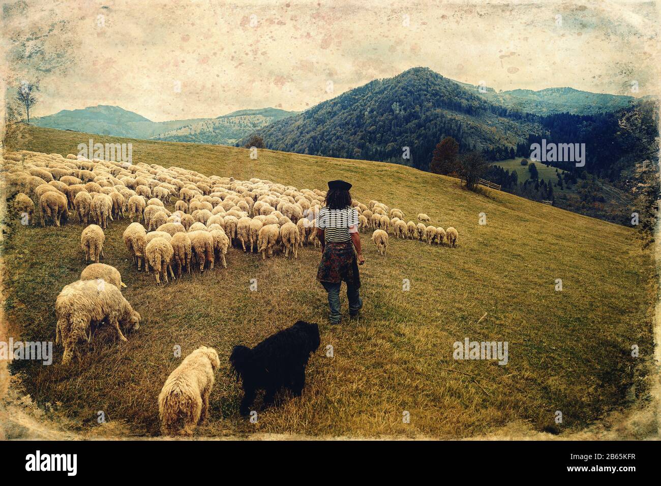 Flock of sheep on beautiful mountain meadow, old photo effect Stock ...