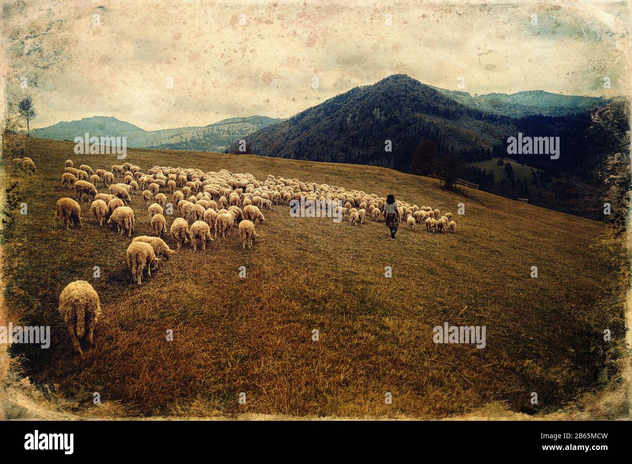 Flock of sheep on beautiful mountain meadow, old photo effect Stock ...