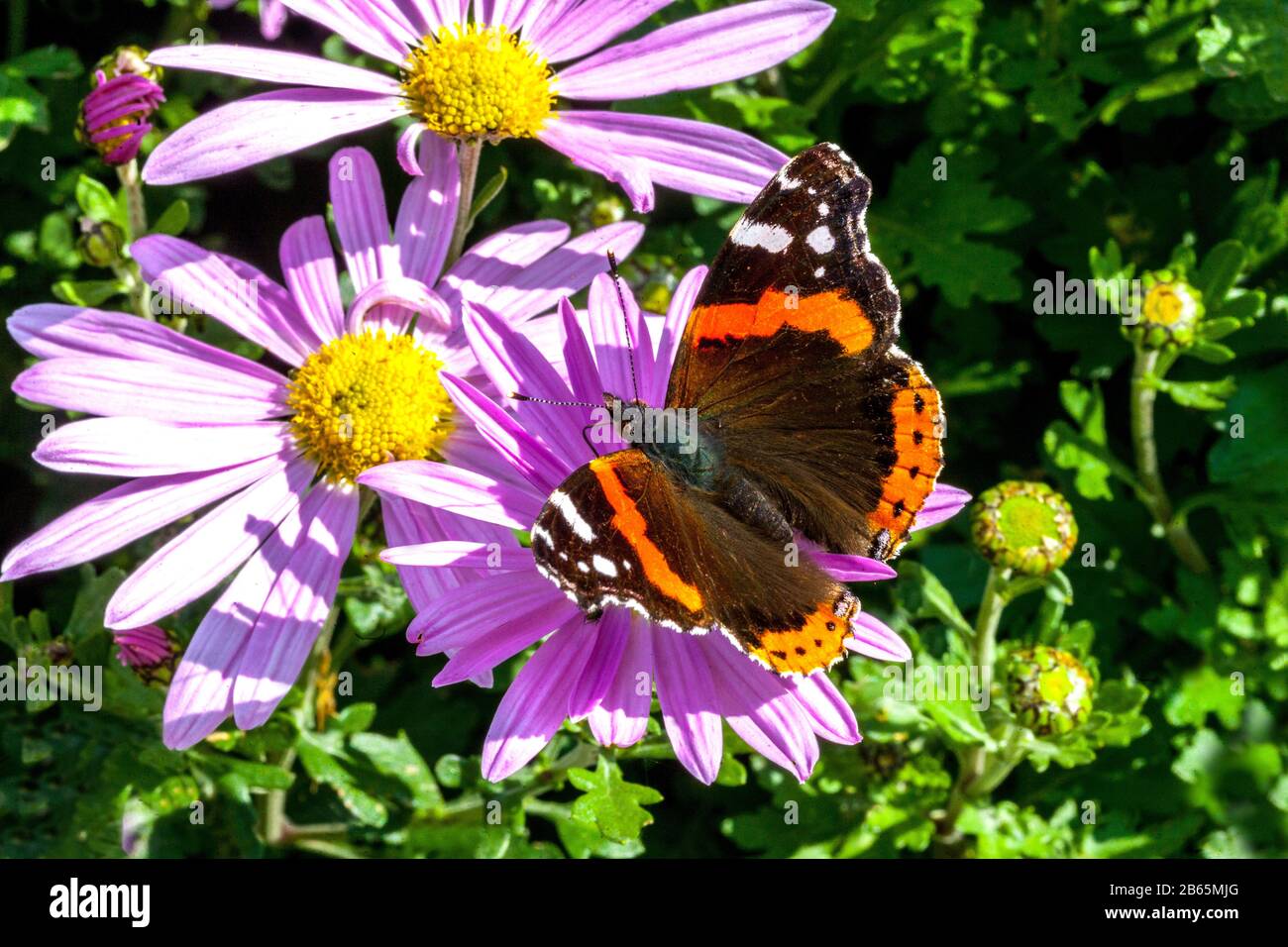 Vanessa atalanta, the red admiral butterfly on flower feeding nectar pink chrysanthemum Butterfly garden in autumn Stock Photo