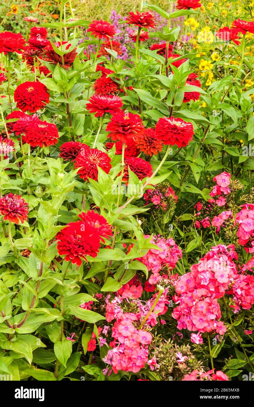 Red zinnias and phlox, garden flower bed summer bedding colourful flowers Stock Photo