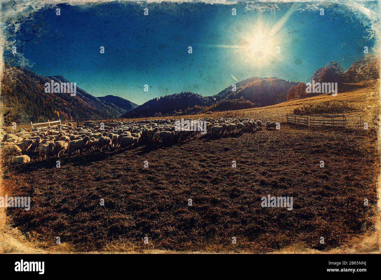 Flock of sheep on beautiful mountain meadow, old photo effect Stock ...