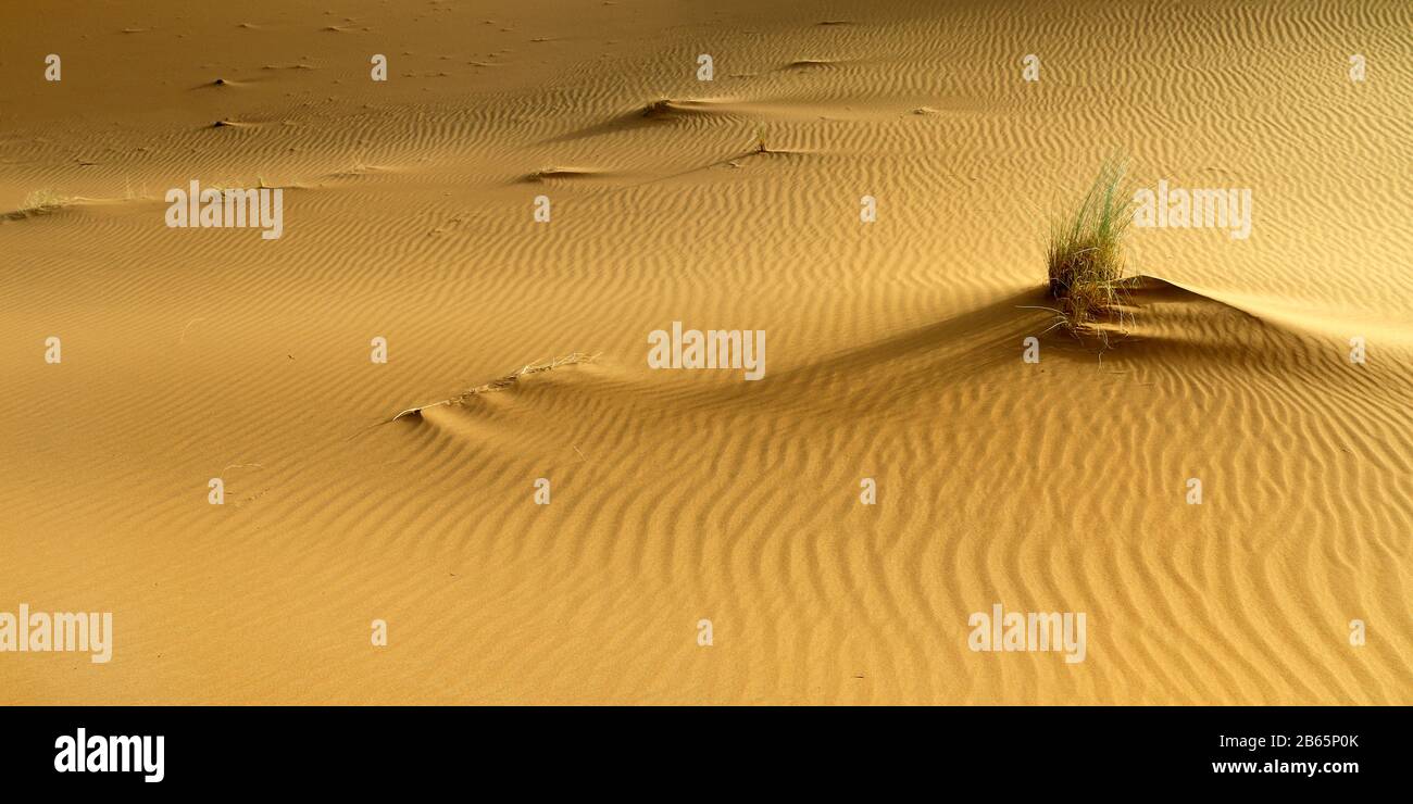 sand dune in the sahara desert Stock Photo - Alamy
