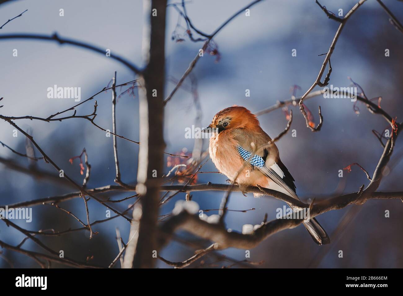 Colorful bird Eurasian Jay Garrulus glandarius sitting on the branch of a tree in winter or spring forest Stock Photo