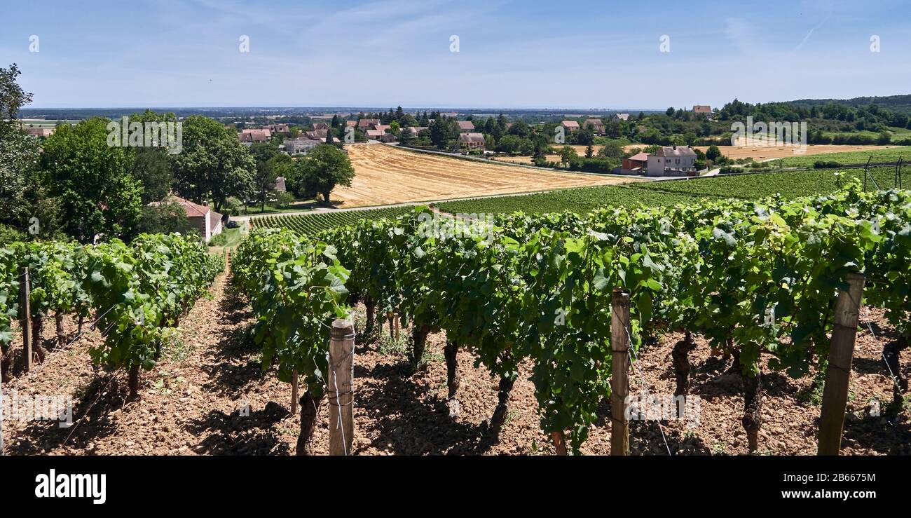 Europe, France , Bourgogne-Franche-Comté, department, Rully village in Vallée des Vaux ( Valley of the Vaux ) was granted its AOC in 1939 and now produces red wines (Pinot Noir) and white wines (Chardonnay) Stock Photo