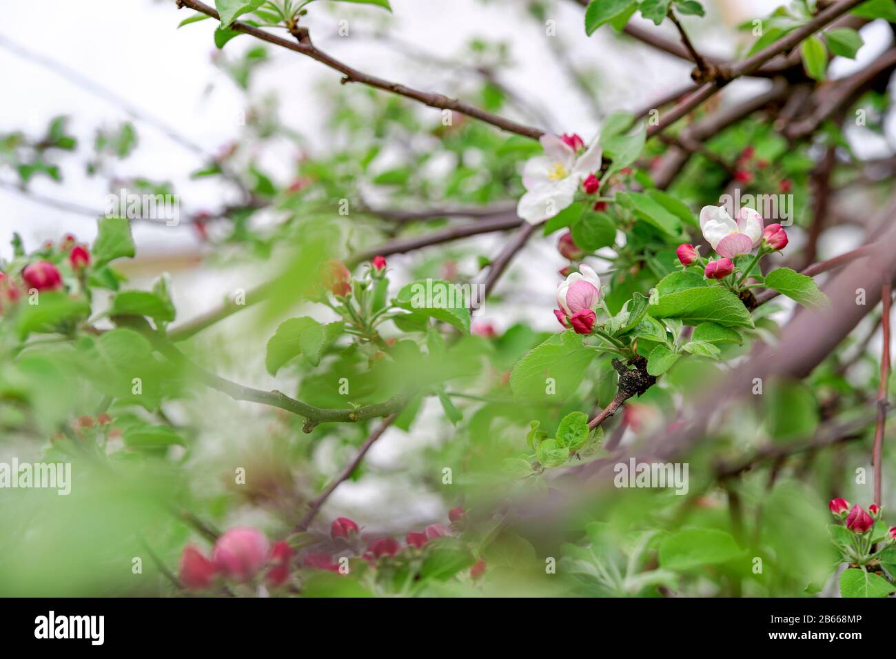 Spring singing. Звуки весны. 430-St-PS весенние трели. Серьги 925 яблони в цвету Весенняя трель.