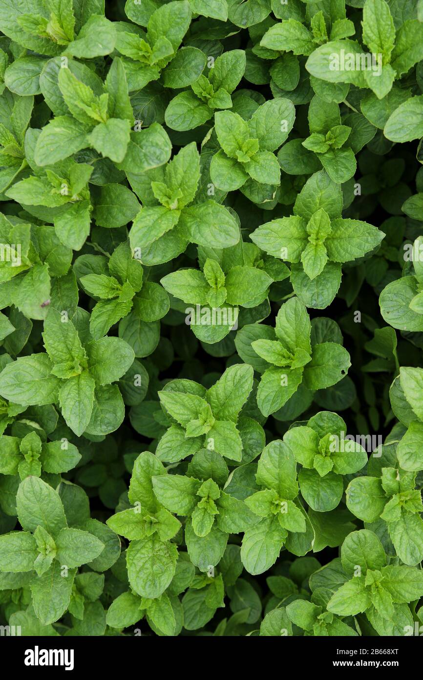 Minty green hires stock photography and images Alamy