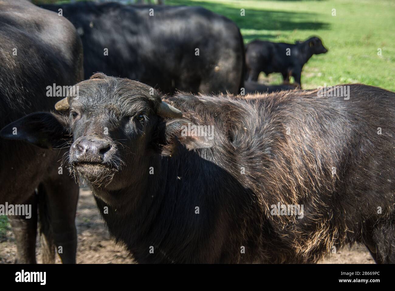 black herd of cattle on pasture Stock Photo