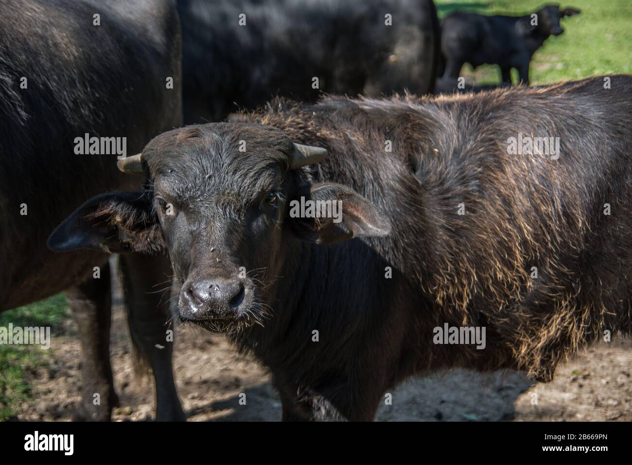 black herd of cattle on pasture Stock Photo