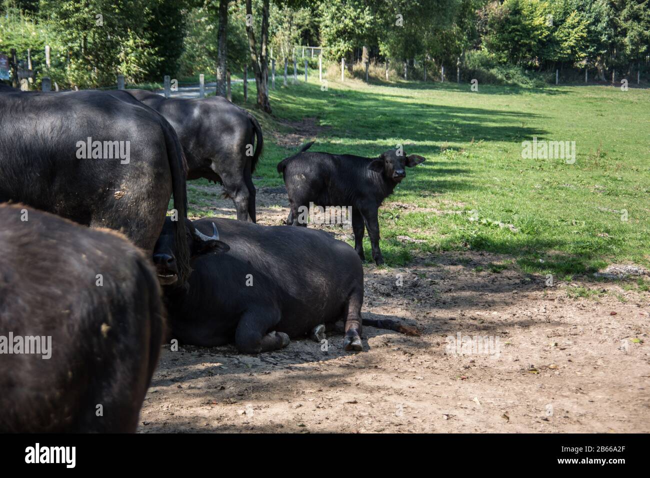 black herd of cattle on pasture Stock Photo