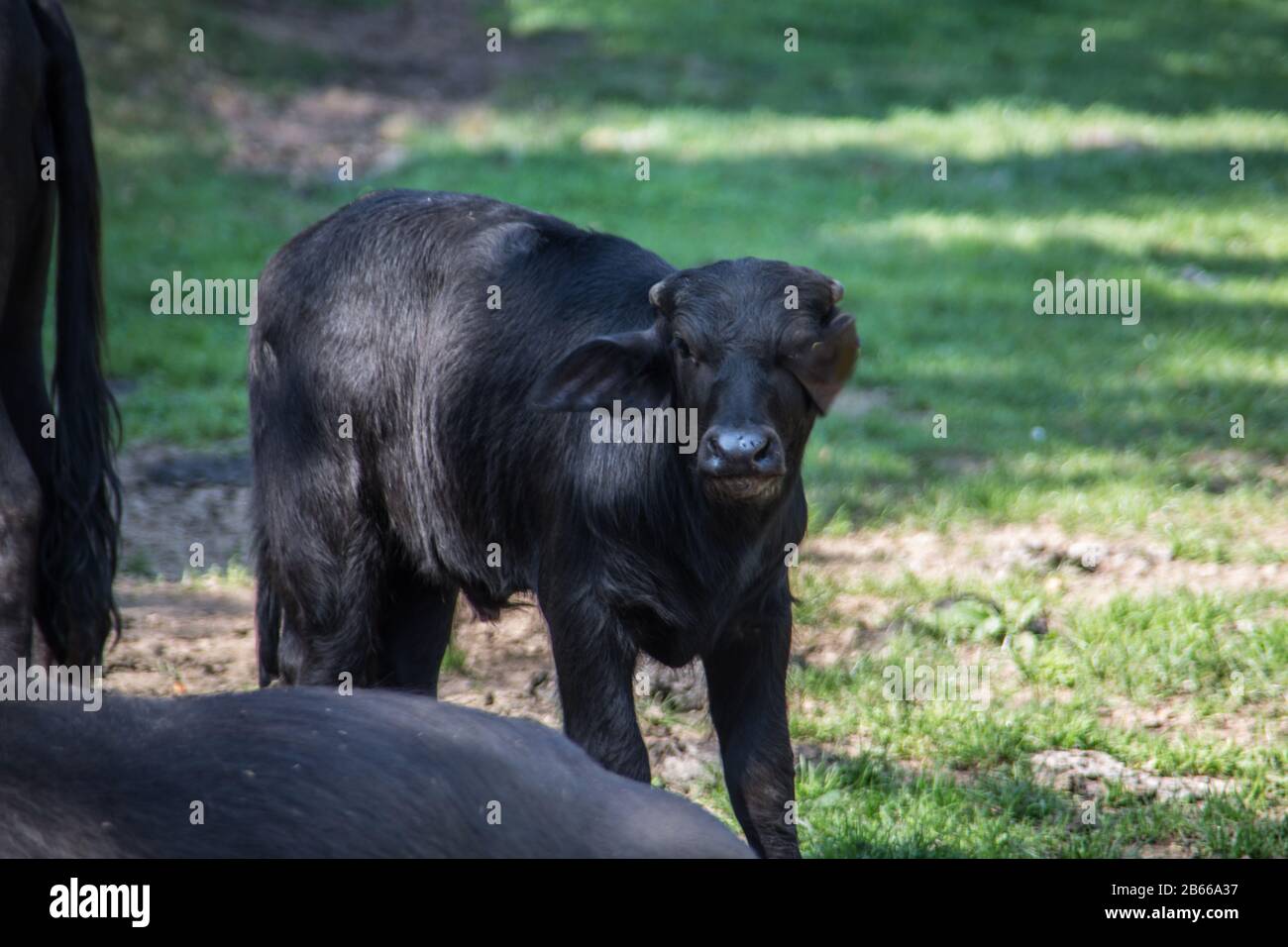 black herd of cattle on pasture Stock Photo