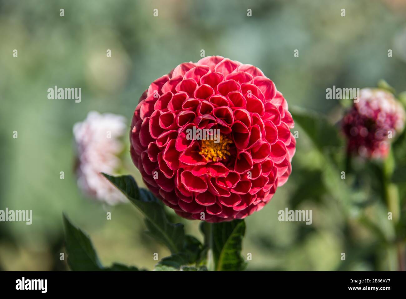 red dahlias in bloom Stock Photo
