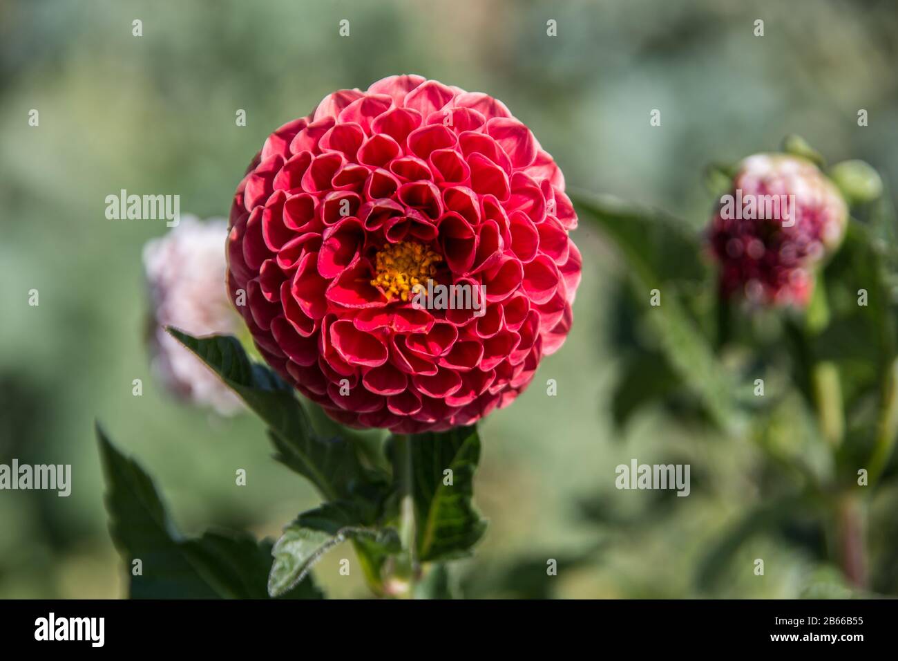 red dahlias in bloom Stock Photo