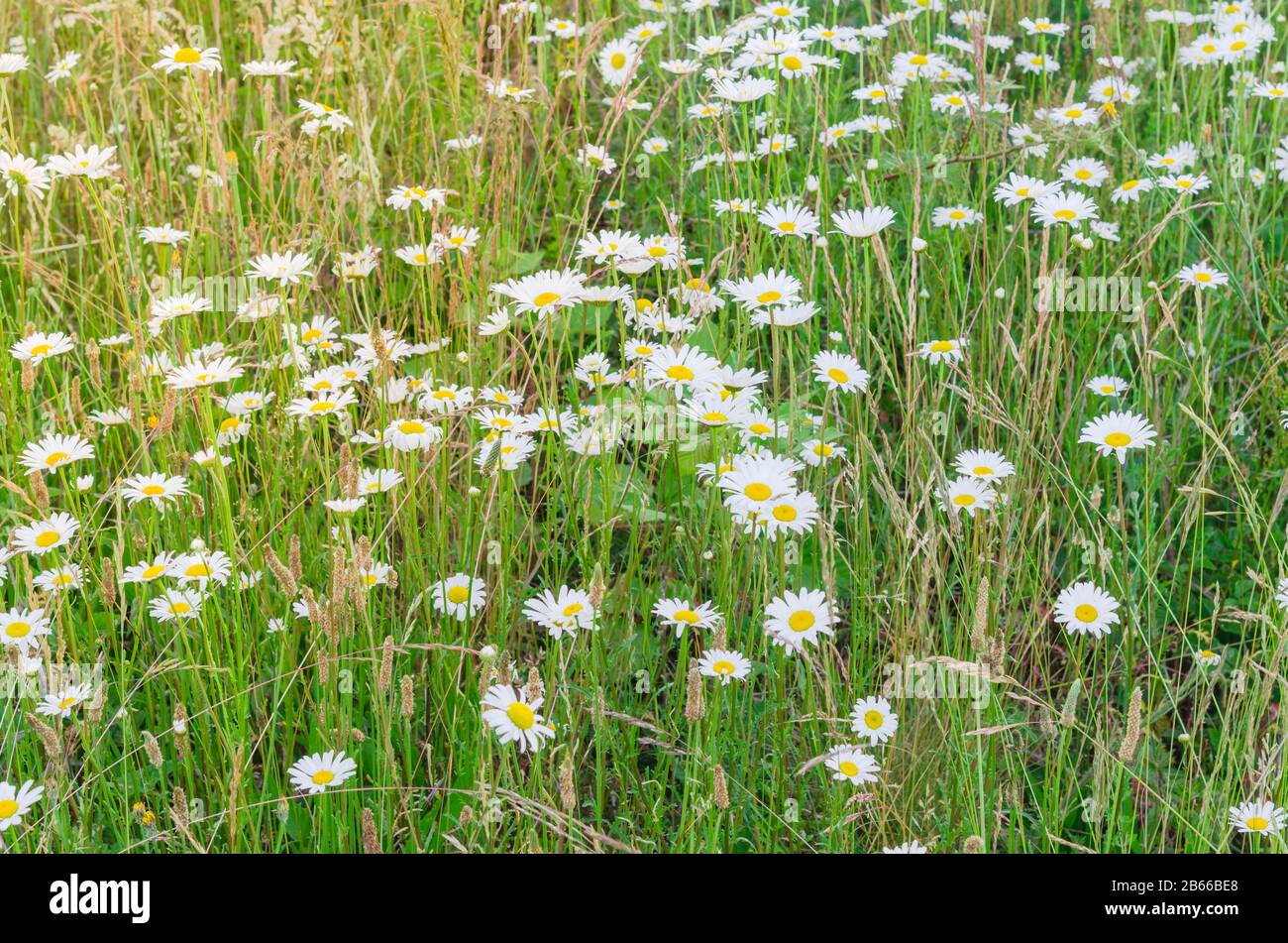 White daisies Mayweed or Chamomile and wheat blossom at summertime Stock Photo Alamy