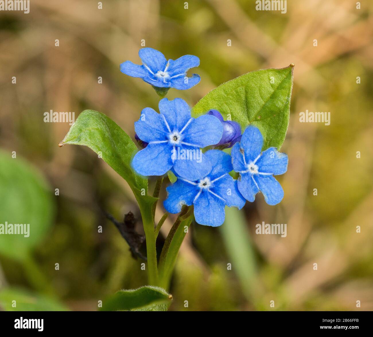 bunch of blue creeping navelwort or blue-eyed-Mary flowers (omphalodes verna), detail Stock Photo