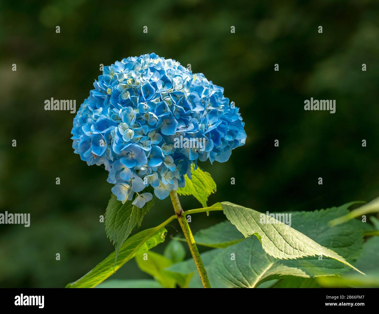 blue hydrangea flower cluster isolated on dark green Stock Photo