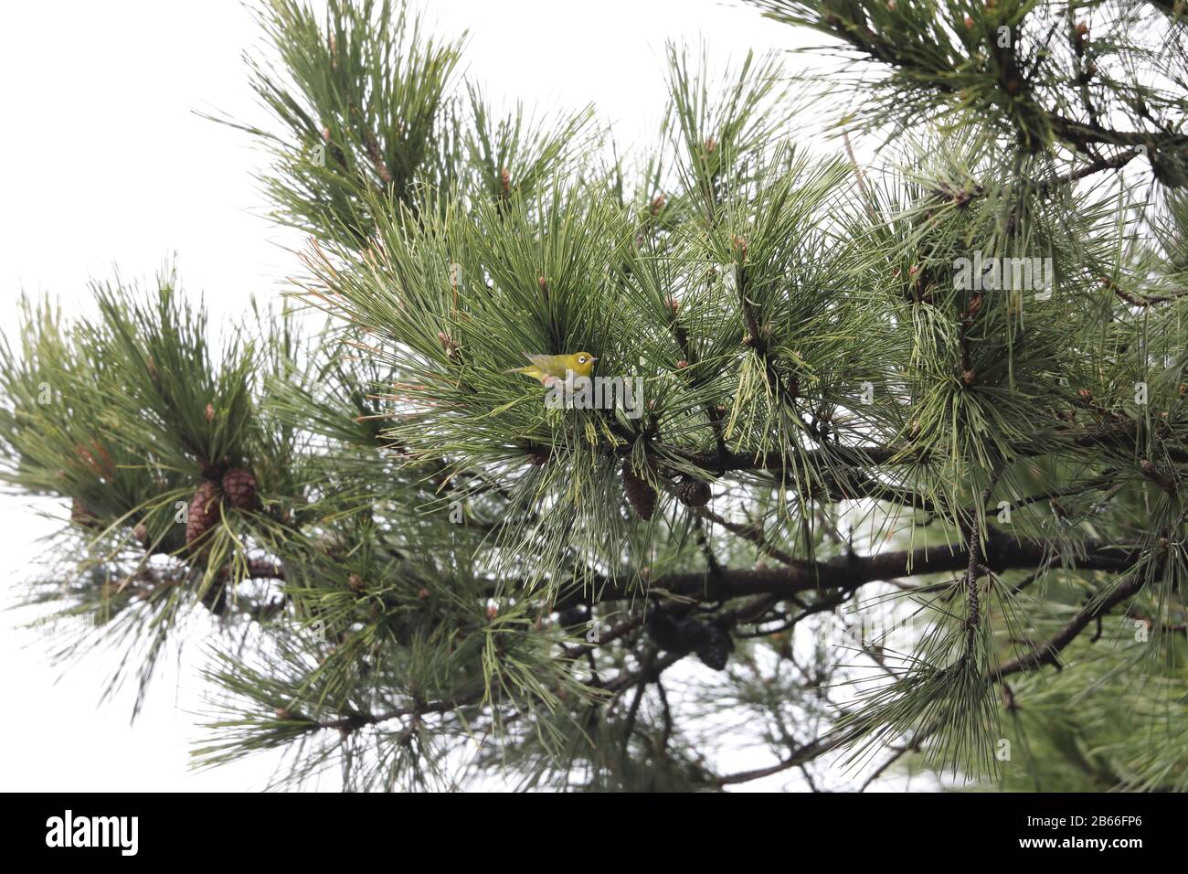 Chestnutflanked whiteeye (Zosterops erythropleurus) in Japan Stock