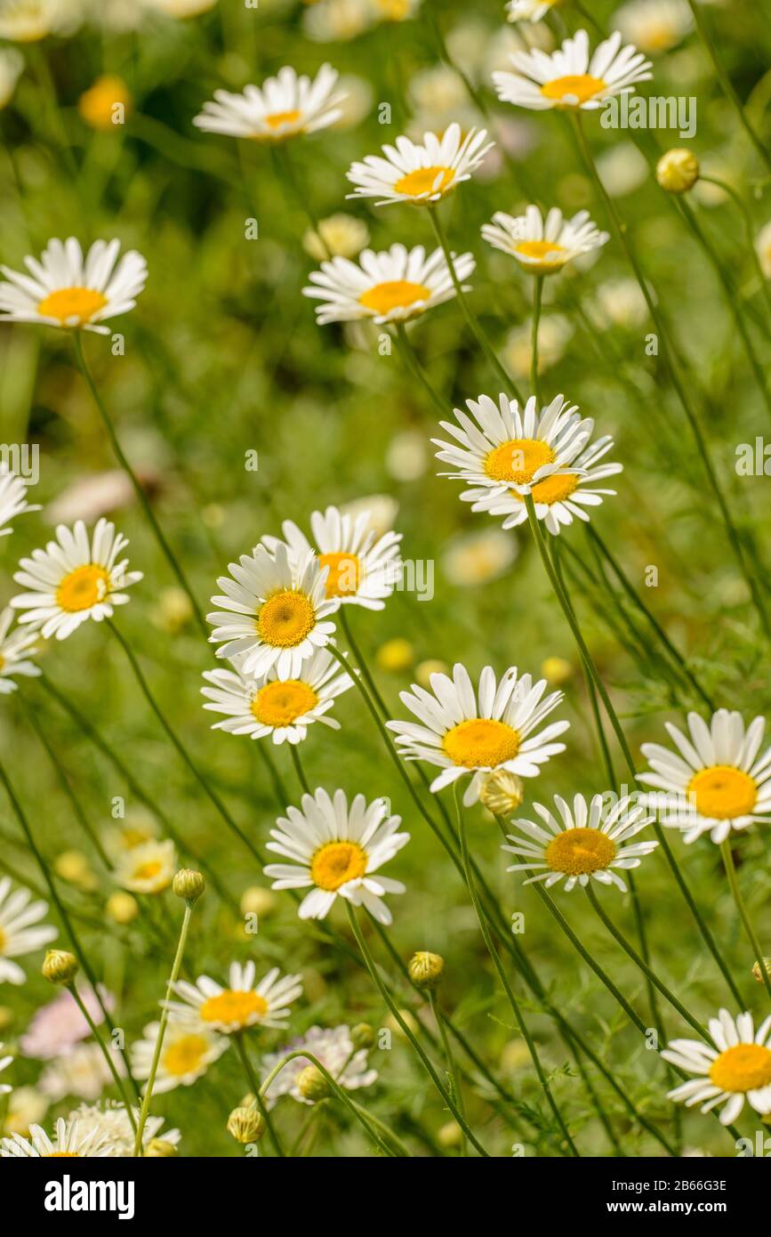 few of white daisy flowers on a meadow Stock Photo