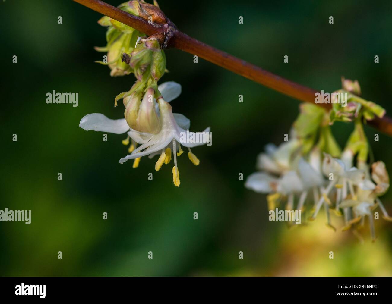 A macro shot of a winter honeysuckle bush bloom. Stock Photo