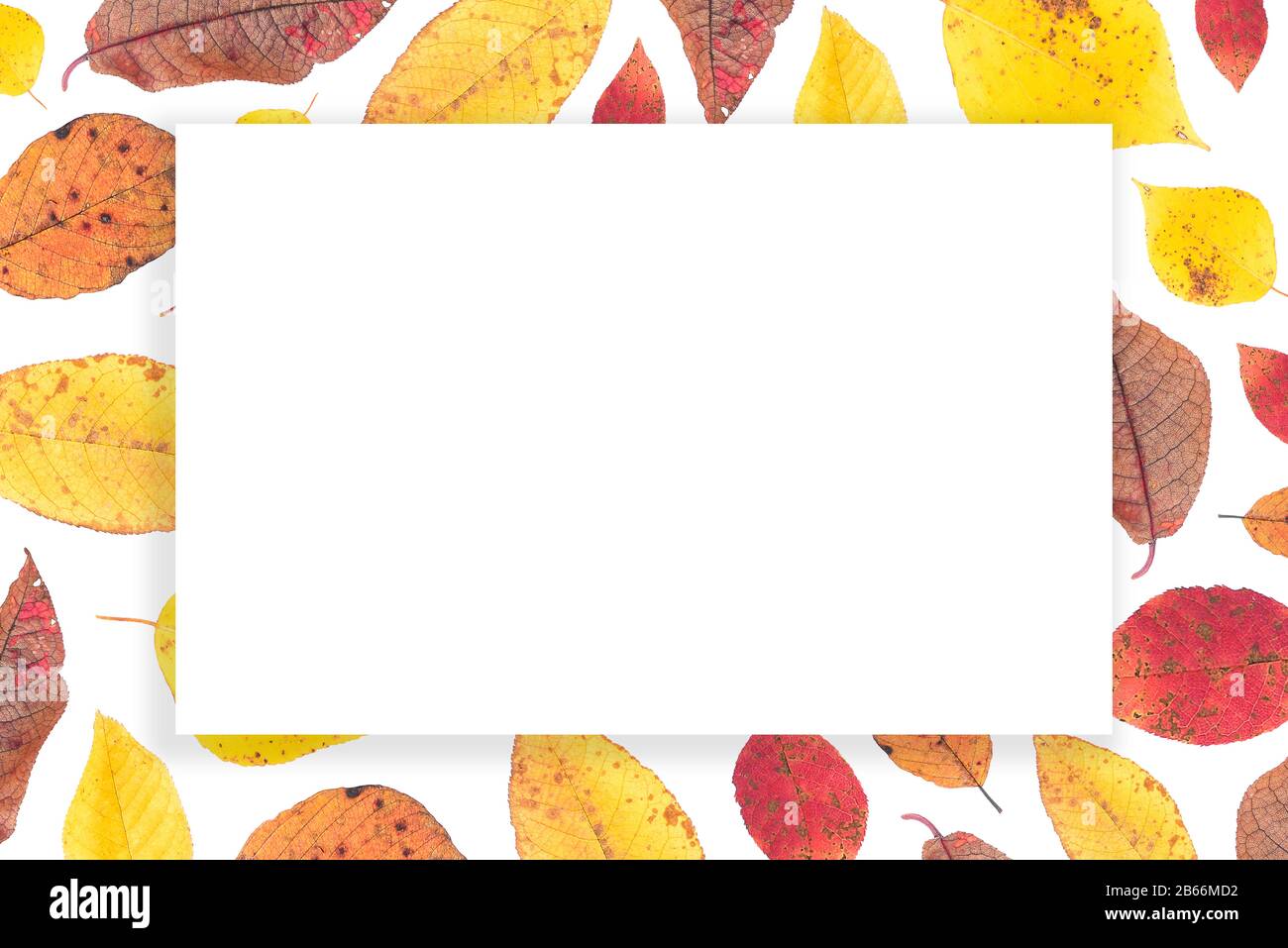 Autumn leaves with a white frame for text. Colorful leaves of golden, red and cinnamon color Stock Photo