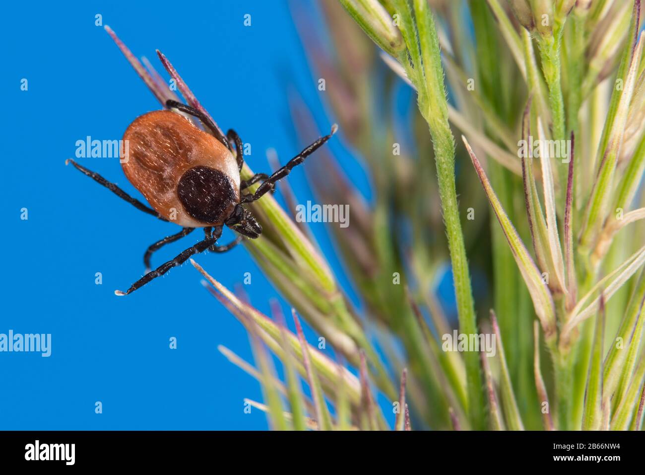 Female castor bean tick crawling on green grass spike. Ixodes ricinus or scapularis, spica. Dangerous lurking mite. Acari. Parasitic insect. Blue sky. Stock Photo