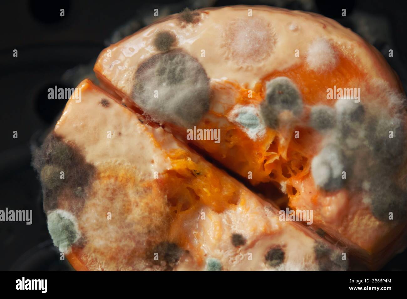 Mold macro. Moldy fungus on food. Fluffy spores mold as a background or