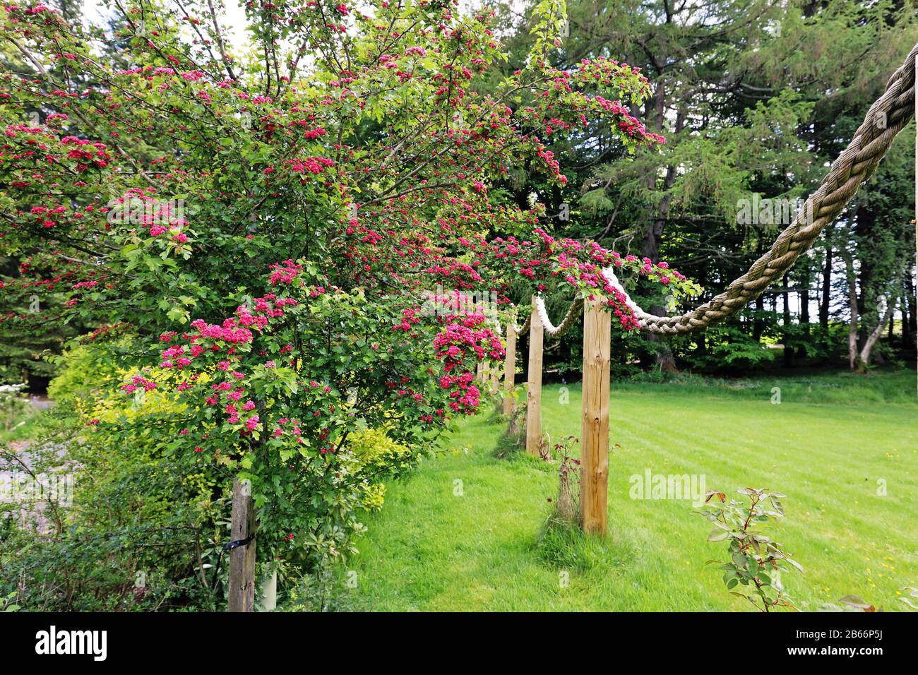 CRATAEGUS LAEVIGATA "PAUL'S SCARLET Stock Photo