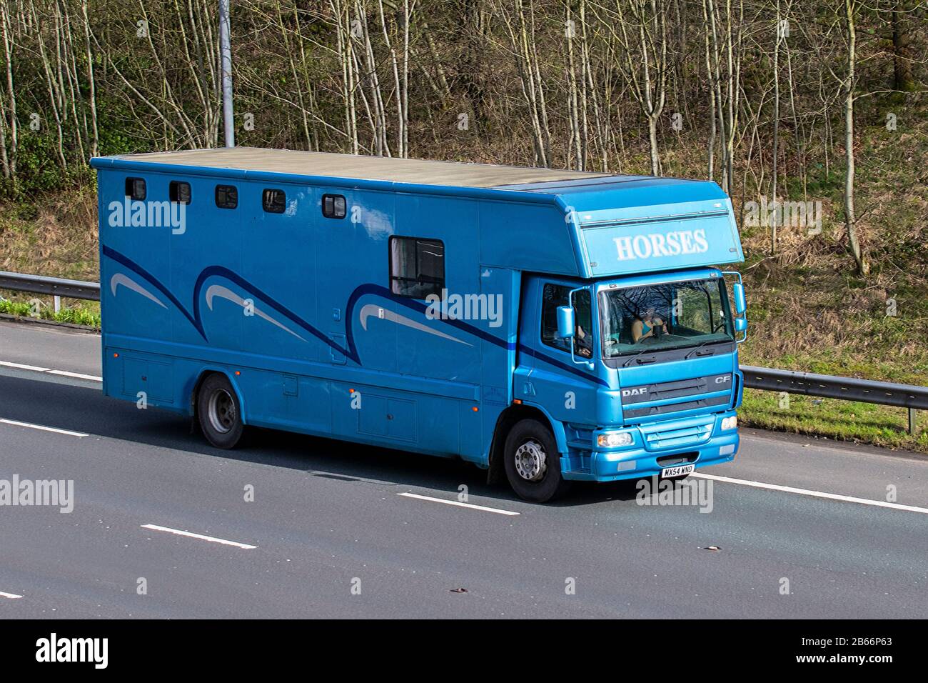 Blue DAF CF; Horses, horsebox specialist converted luxury animal transportation on the M6 Motorway. Chorley, UK Stock Photo
