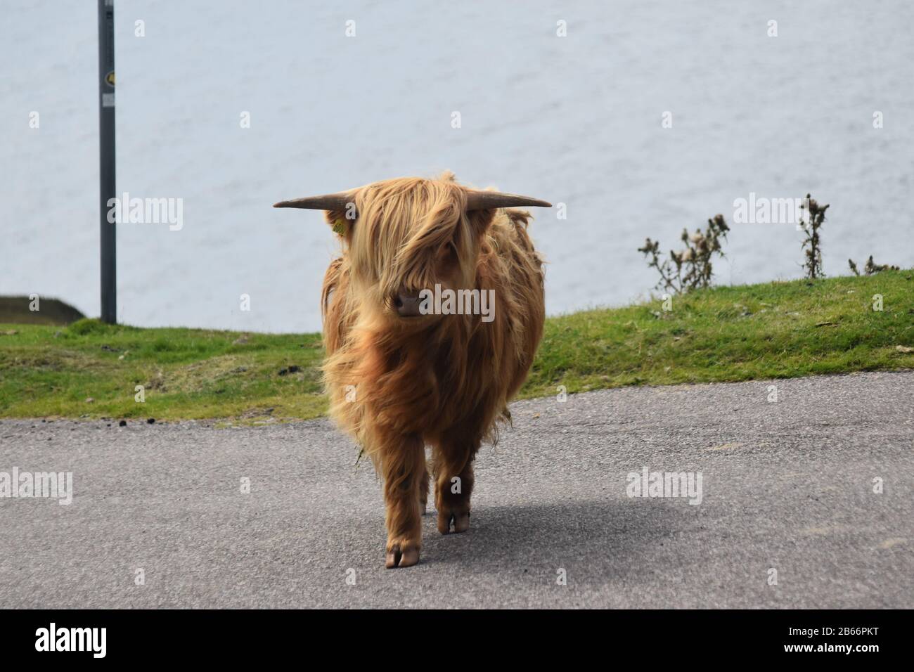 Young Higland (Heilan Coo) on the Applecross road Stock Photo
