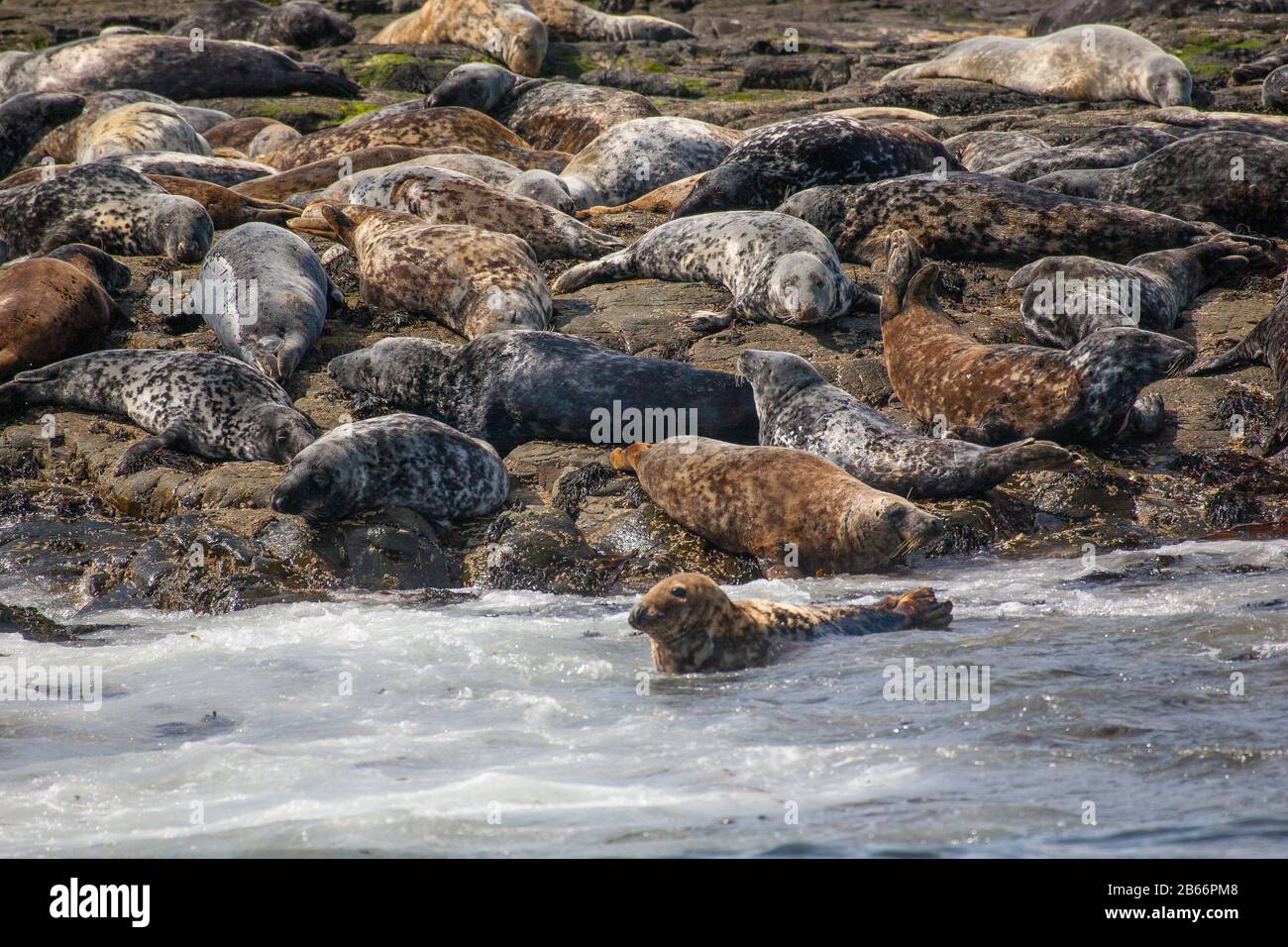 Seals on the Farne Islands Northumberland UK Stock Photo