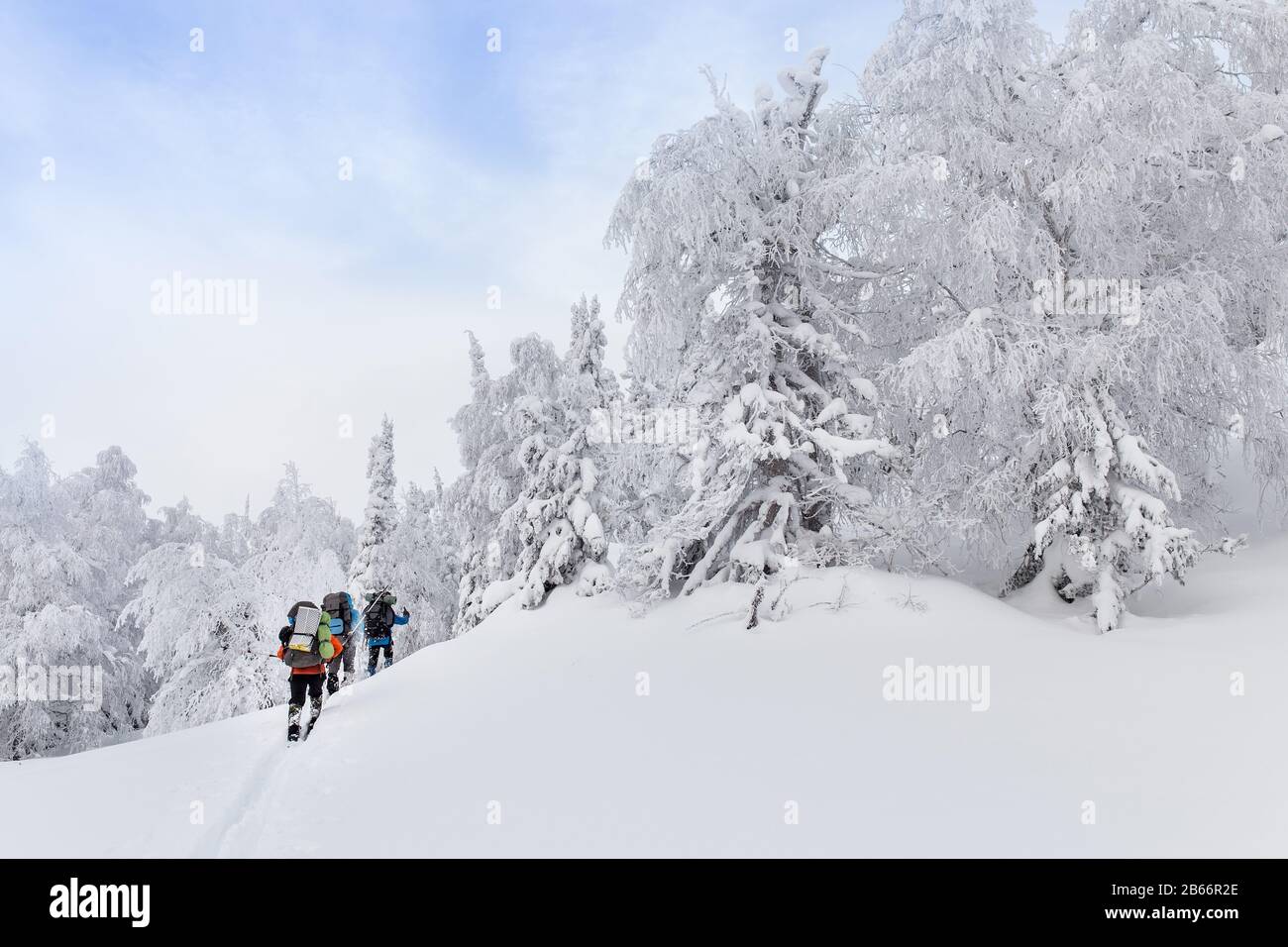 Small group of cross country skiers with backpacks walking and exercise in the winter forest in