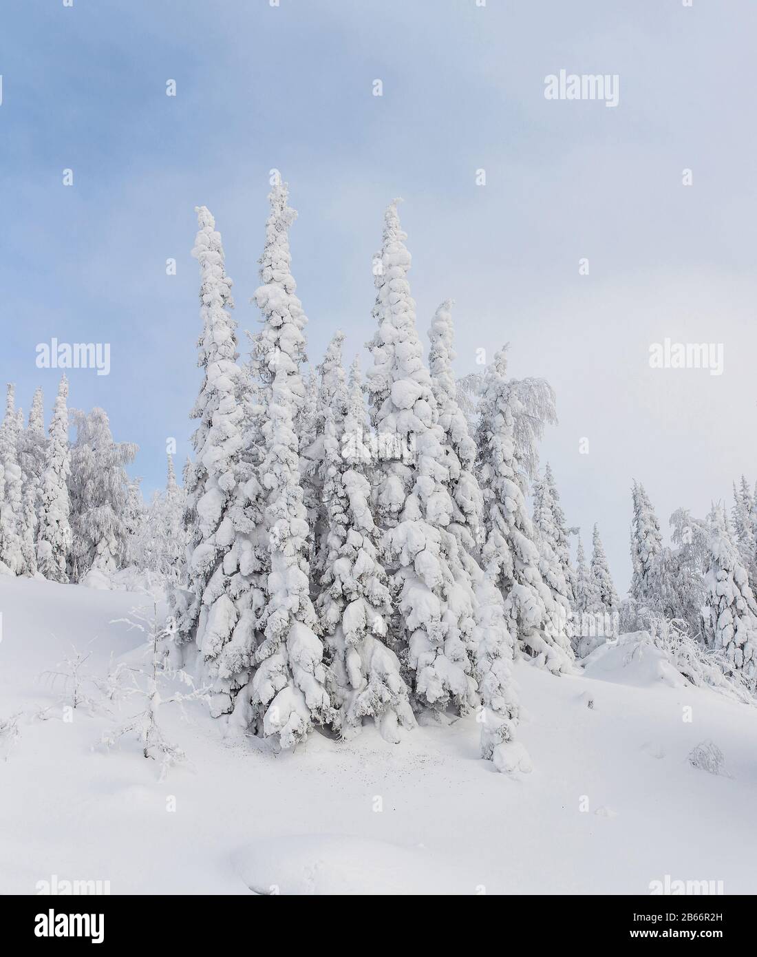 Fir trees winter blue sky hi-res stock photography and images - Alamy