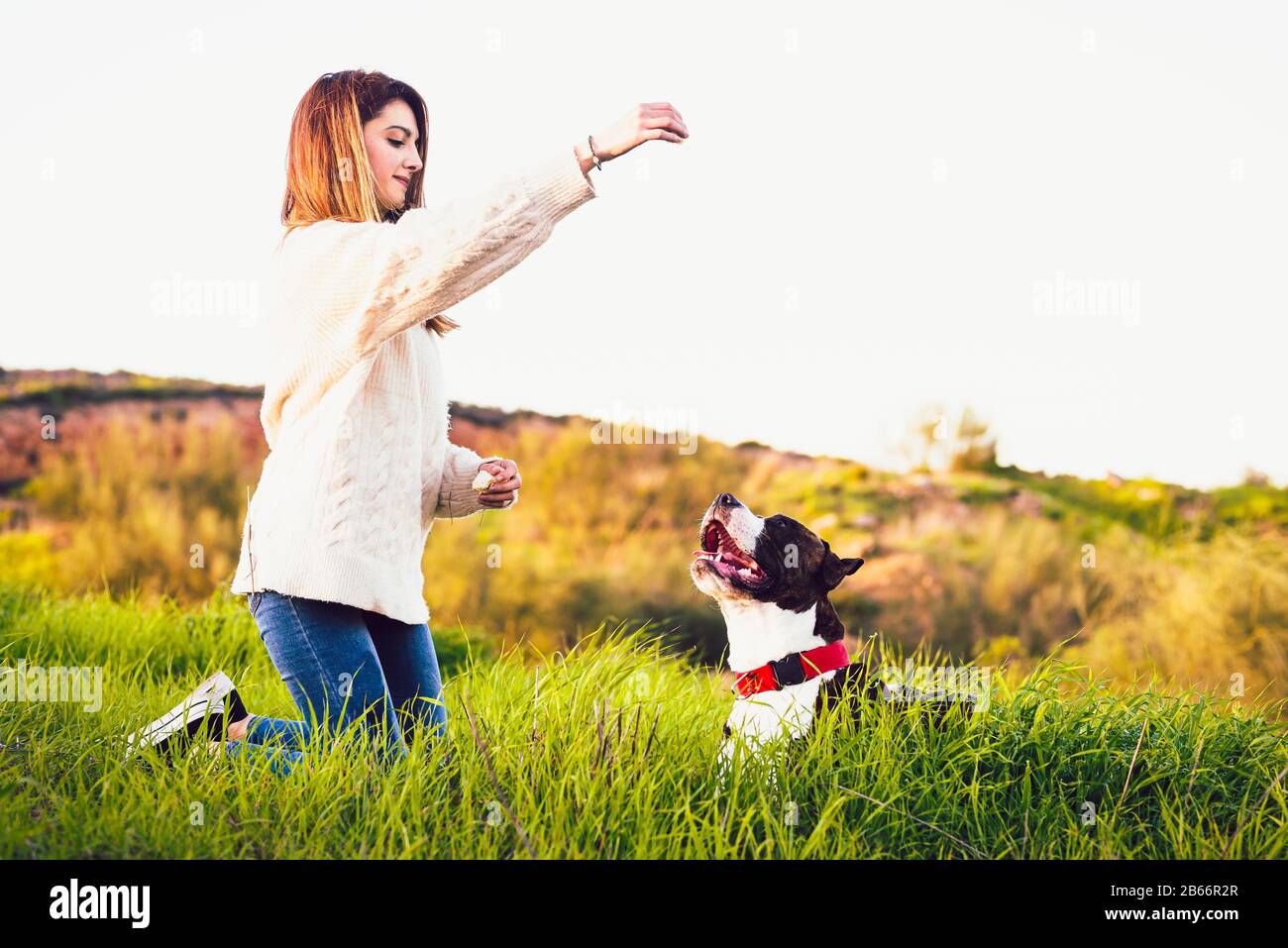 Young woman with white jerser and jeans training American Staffordshire terrier in the field Stock Photo