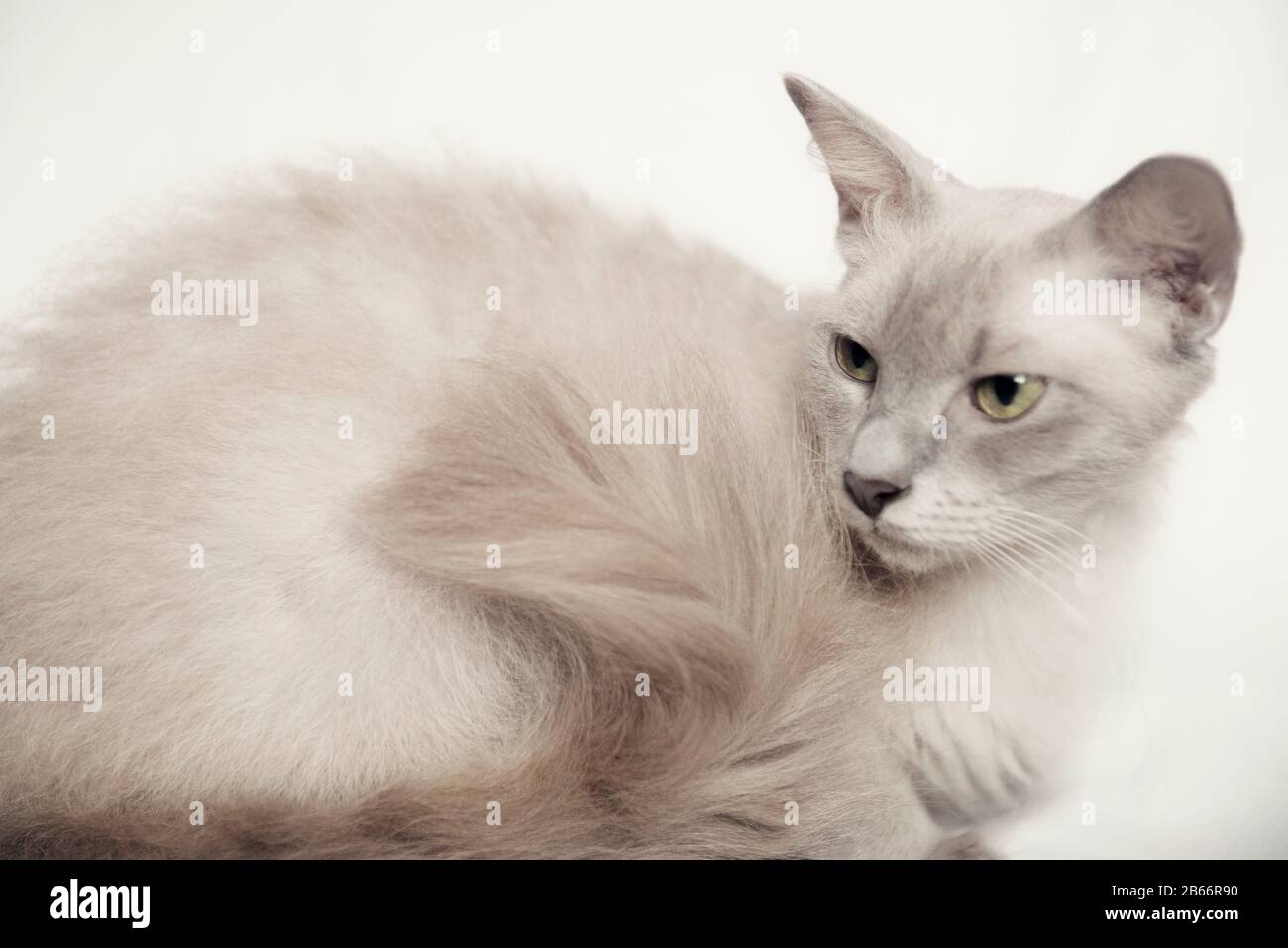 Grey La Perm cat curled up Stock Photo
