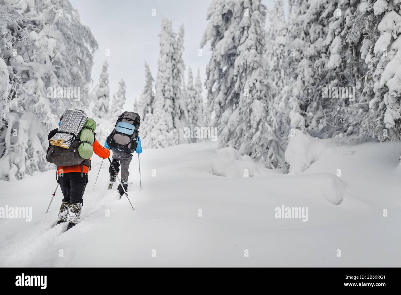 group hikers with backpacks and skis walk on a snow-covered forest in the mountains of the Urals Stock Photo