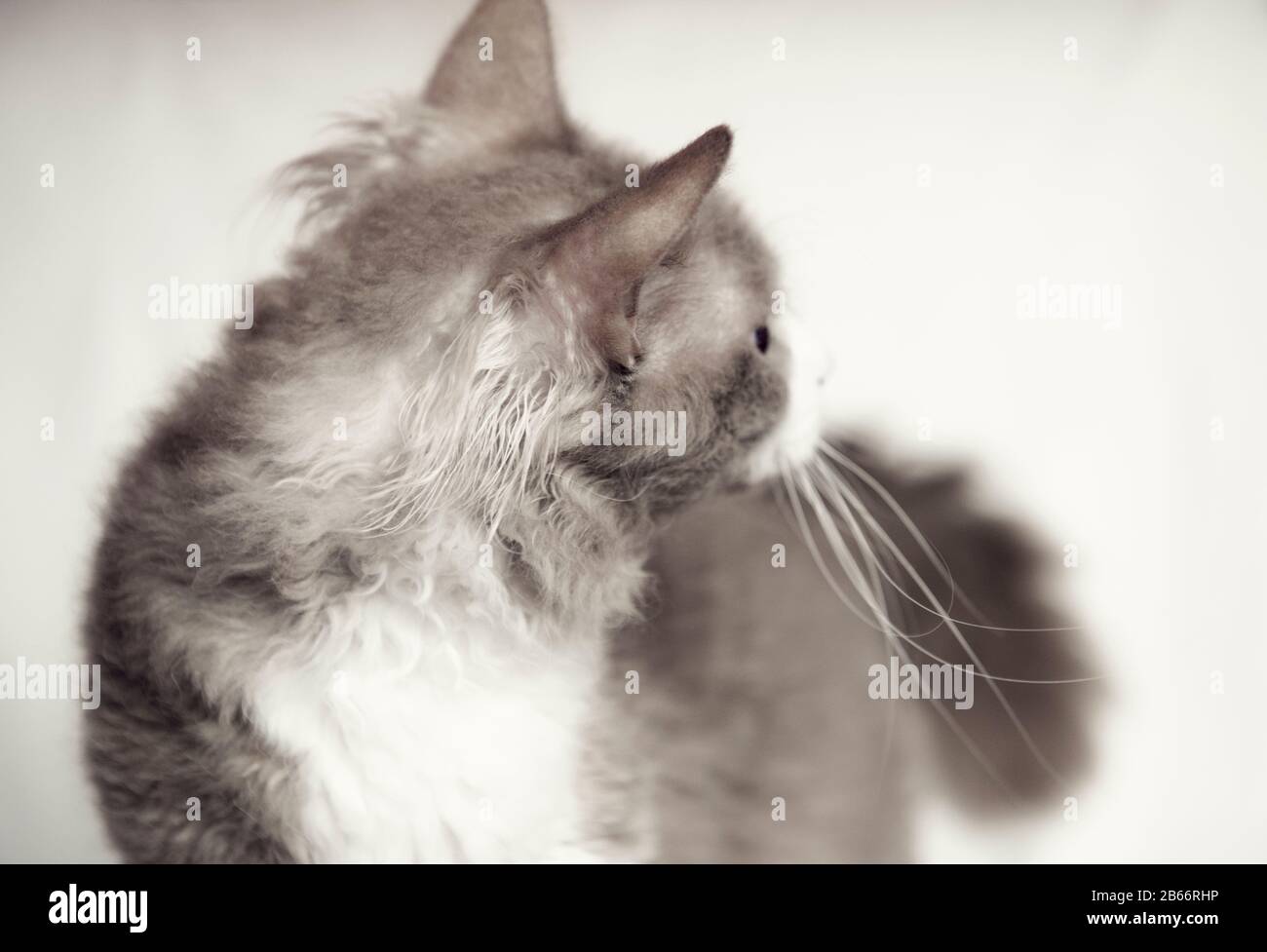 Grey La Perm kitten turning around Stock Photo Alamy