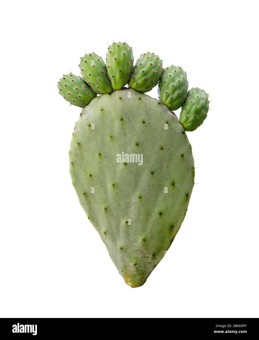 Pickly pear green opuntia cactus paw with fingers isolted on white background. Barbed painful feet disease concept Stock Photo
