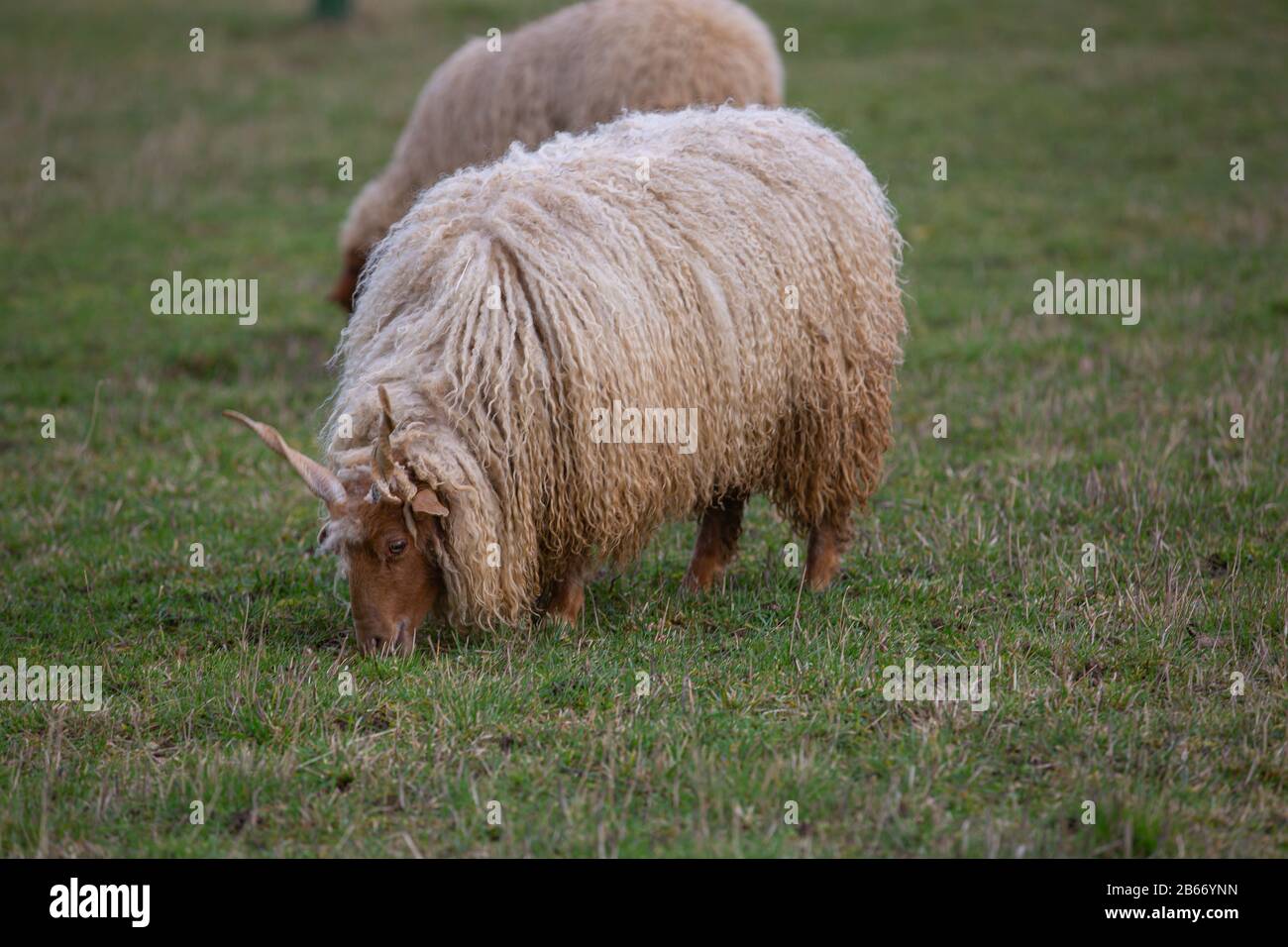 A sheep with horns (Racka sheep, Ovis) grazing on a meadow Stock Photo