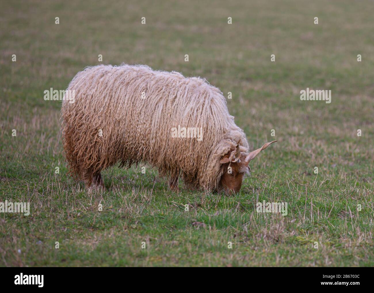 A sheep with horns (Racka sheep, Ovis) grazing on a meadow Stock Photo